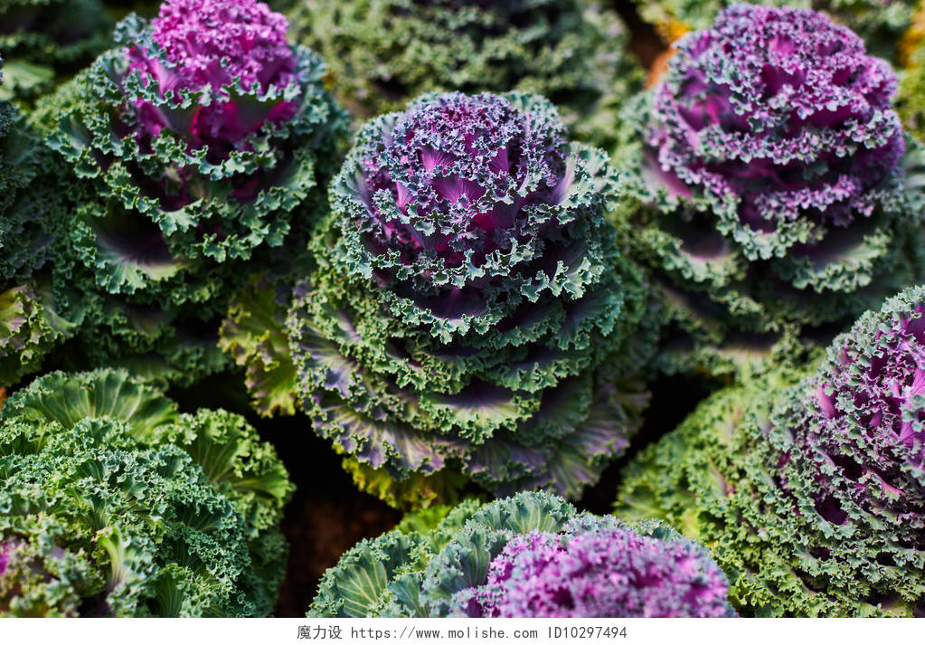 植物园的观赏植物紫色和绿色卷心菜装饰花在背景